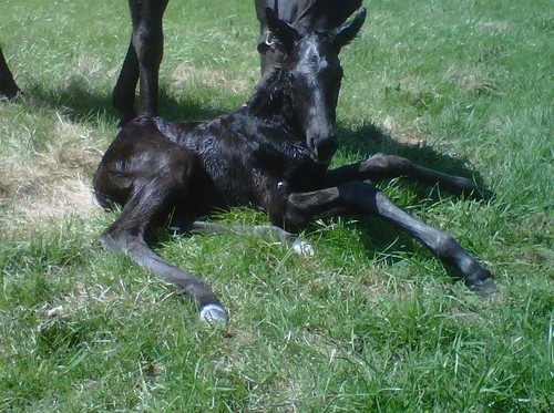 GC filly 2.jpg